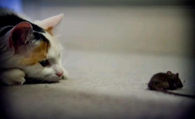 梦见被猫咬,梦见被猫咬,潜意识在提醒你什么? 梦见被猫咬,梦见被猫咬,潜意识在提醒你什么?