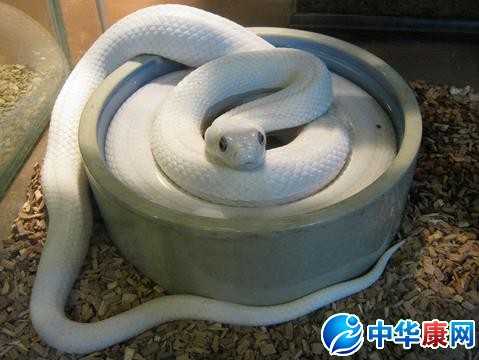 梦见白蛇是什么预兆,梦见白蛇是什么预兆?周公解梦与心理学解读 梦见白蛇是什么预兆,梦见白蛇是什么预兆?周公解梦与心理学解读